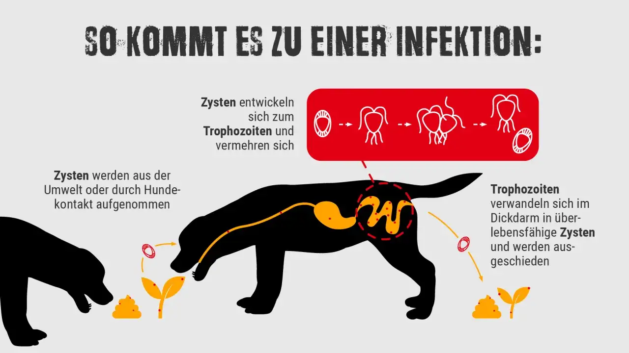 Schema zur &Uuml;bertragung von Giardien bei Hunden: Zysten werden aufgenommen, entwickeln sich zu Trophozoiten, die sich im Dickdarm in Zysten verwandeln und ausgeschieden werden.