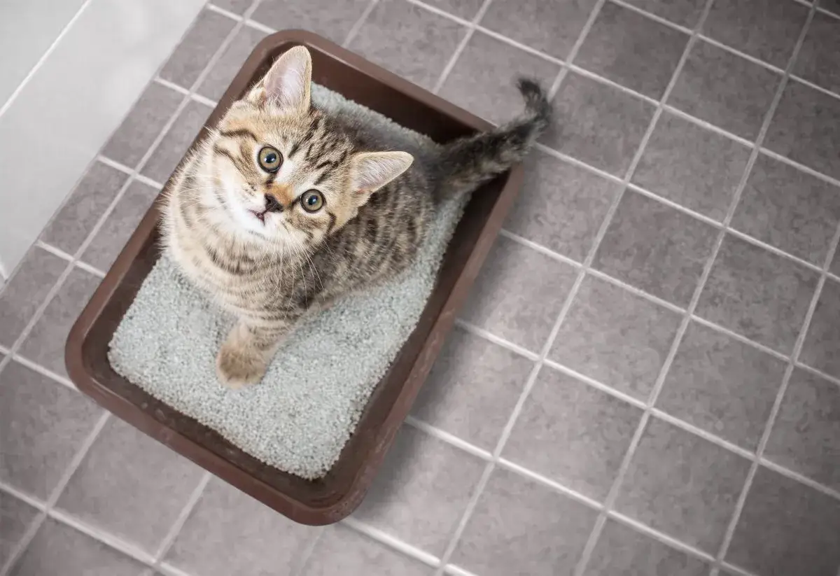 Ein neugieriges Kätzchen sitzt in seiner Katzentoilette. Wie oft gehen Katzen aufs Klo? Das hängt von vielen Faktoren ab, aber dieses kleine Kätzchen scheint bereit zu sein.