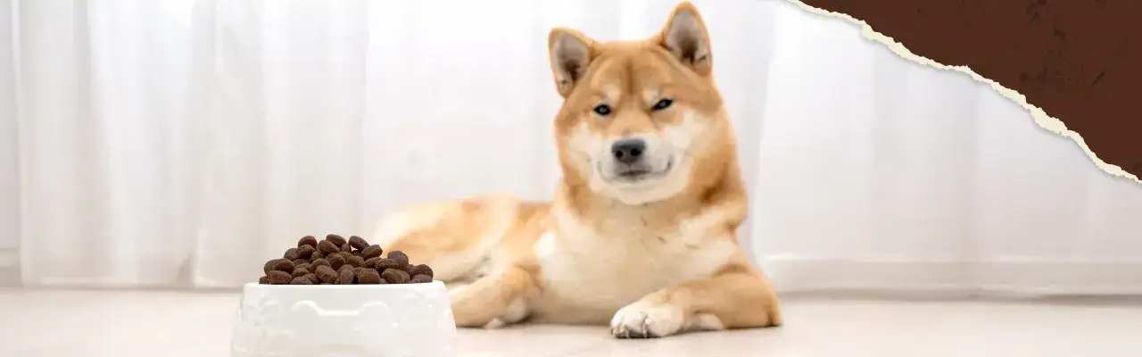 Ein Shiba Inu liegt neben einem Napf mit Futter. Der Hund frisst nicht und trinkt viel, was besorgniserregend ist.