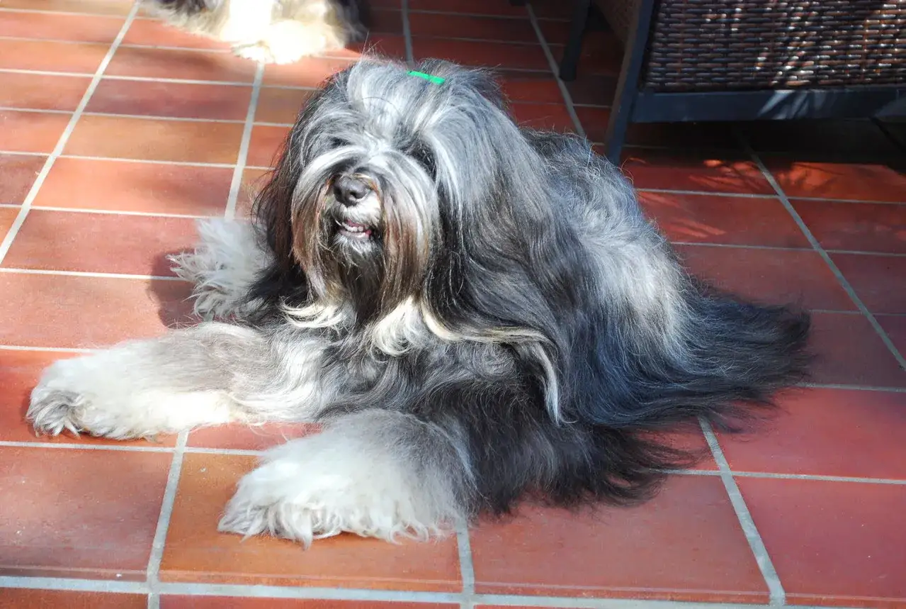 Ein Tibet Terrier mit langem, grau-schwarzem Fell liegt auf roten Fliesen. Ein grünes Band hält sein Haar zurück.