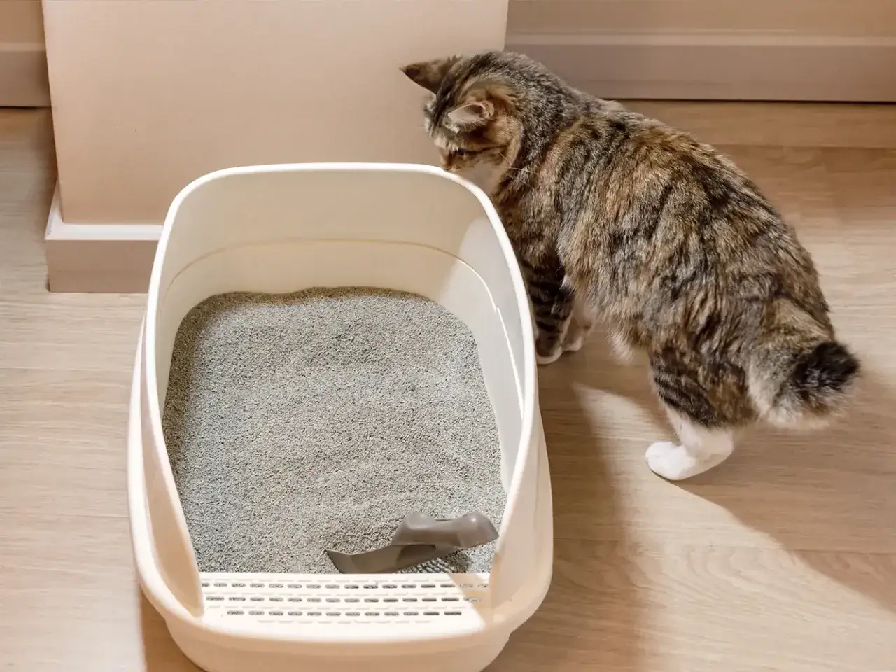 Eine Katze schnuppert an der Katzentoilette. Hoffentlich hat sie keinen Durchfall und stinkt nicht.