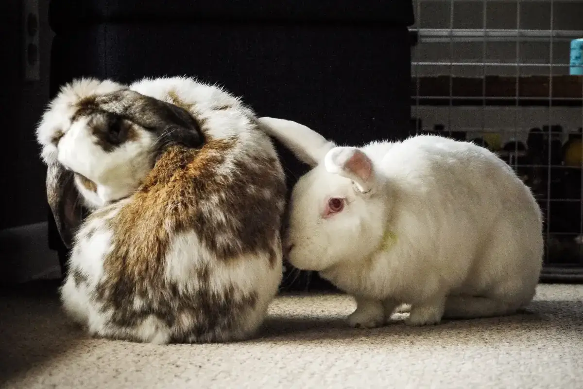 Ein weißes Kaninchen leckt sanft das braun-weiße Kaninchen ab.