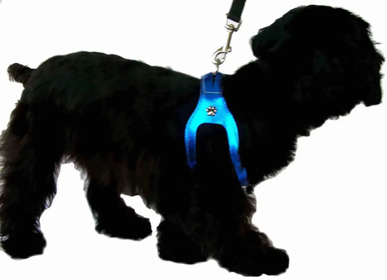 Schwarzer Hund mit blauem Geschirr, der auf eine sanfte Behandlung bei Trachealkollaps hofft. Hausmittel k&ouml;nnen helfen.