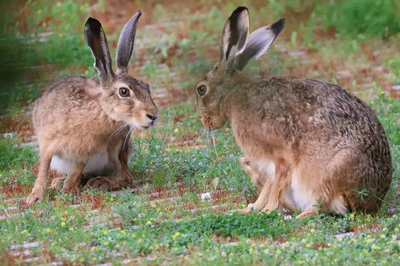 Zwei Feldhasen, die sich im Gras gegen&uuml;berstehen. Ein Hase vs. Kaninchen-Moment in der Natur.