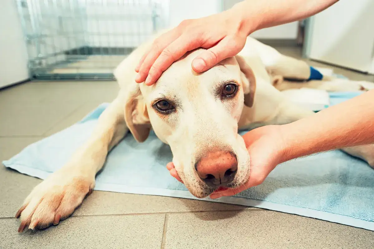 Ein Hund mit einer OP-Naht liegt auf einer Decke, wird sanft gestreichelt. Die Heilungsdauer nach der Operation ist entscheidend für seine Genesung.