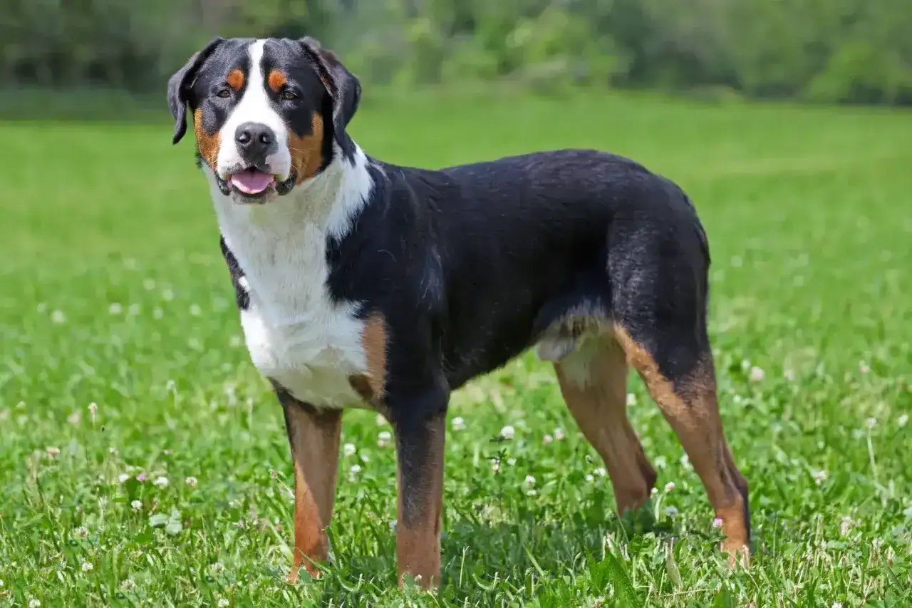 Ein grosser Schweizer Sennenhund steht auf einer grünen Wiese.