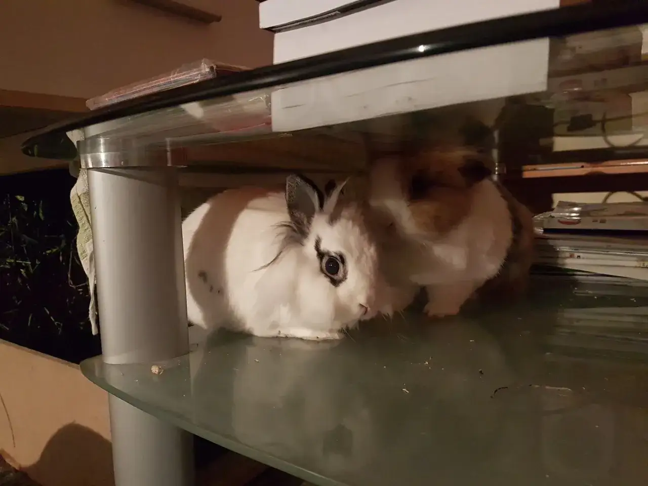 Zwei Kaninchen sitzen unter einem Glastisch. Ein weißes Kaninchen mit schwarzen Flecken niest, obwohl es keinen Schnupfen hat.