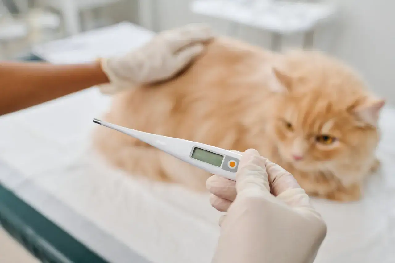 Tierarzt misst die Temperatur einer Katze. Ein digitales Thermometer liegt bereit, um das Fieber zu messen.