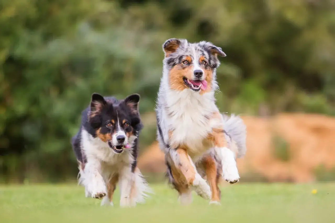 Zwei Australian Shepherd Hunde rennen fröhlich über eine grüne Wiese.