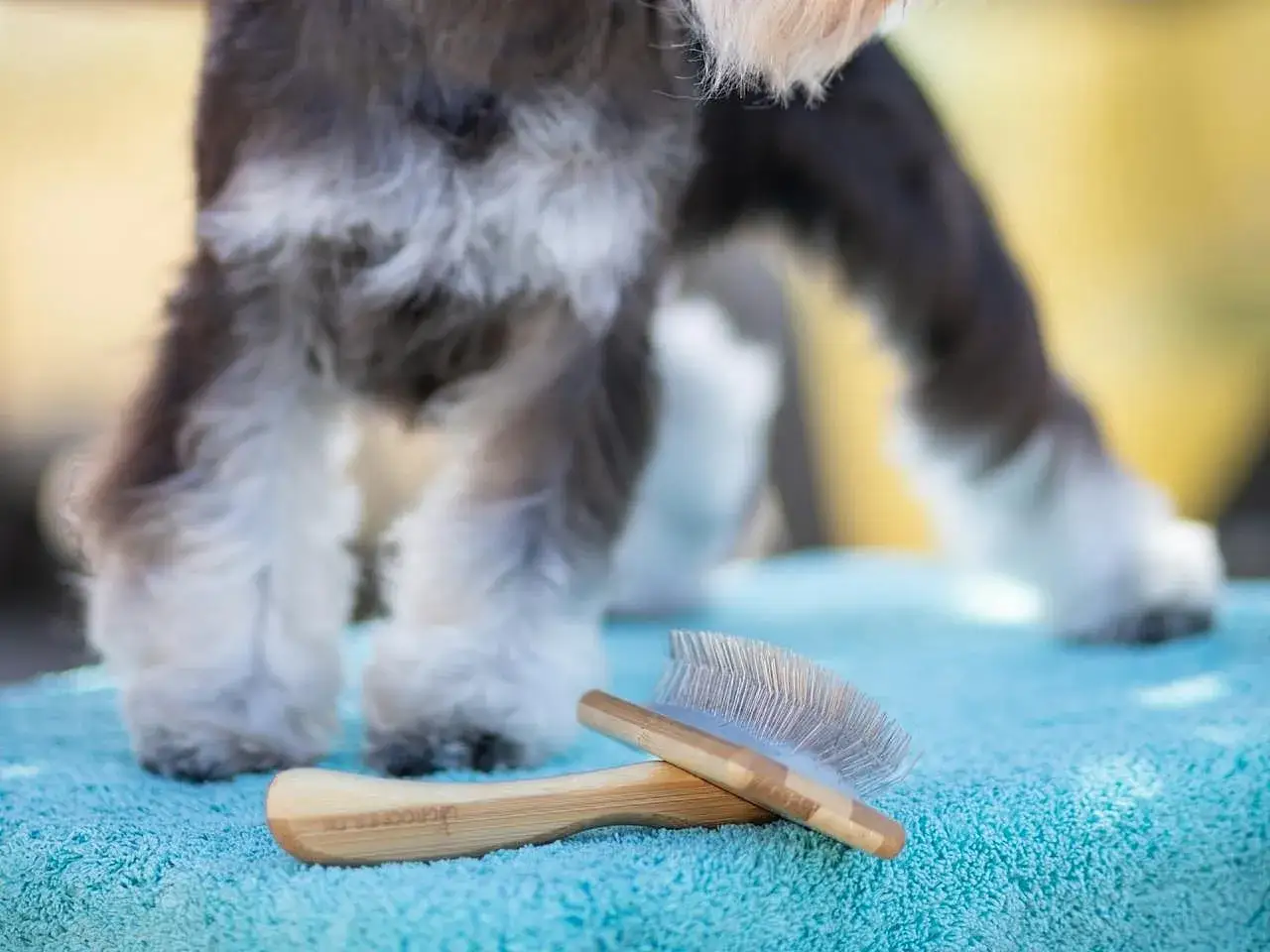 Hund mit schuppigem Fell im Fellwechsel, bereit für die Fellpflege mit zwei Bürsten auf einer blauen Decke.