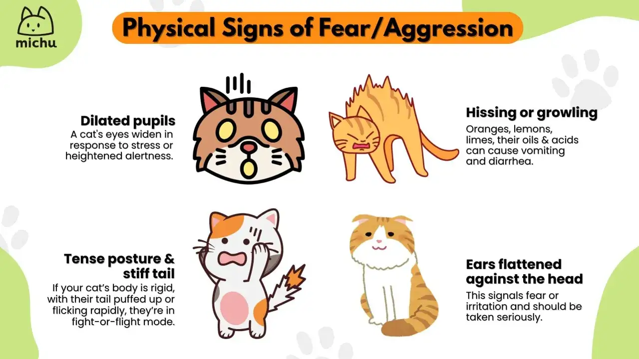 Vier Illustrationen zeigen Anzeichen von Angst bei Katzen: geweitete Pupillen, ein Buckel, ein steifer Schwanz und angelegte Ohren. Eine Katze starrt mich an.