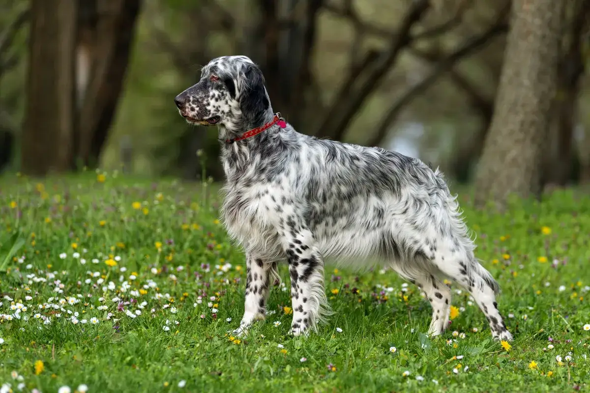 Ein eleganter English Setter steht auf einer blühenden Wiese. Sein geflecktes Fell und die aufmerksame Haltung machen ihn zu einem Blickfang.