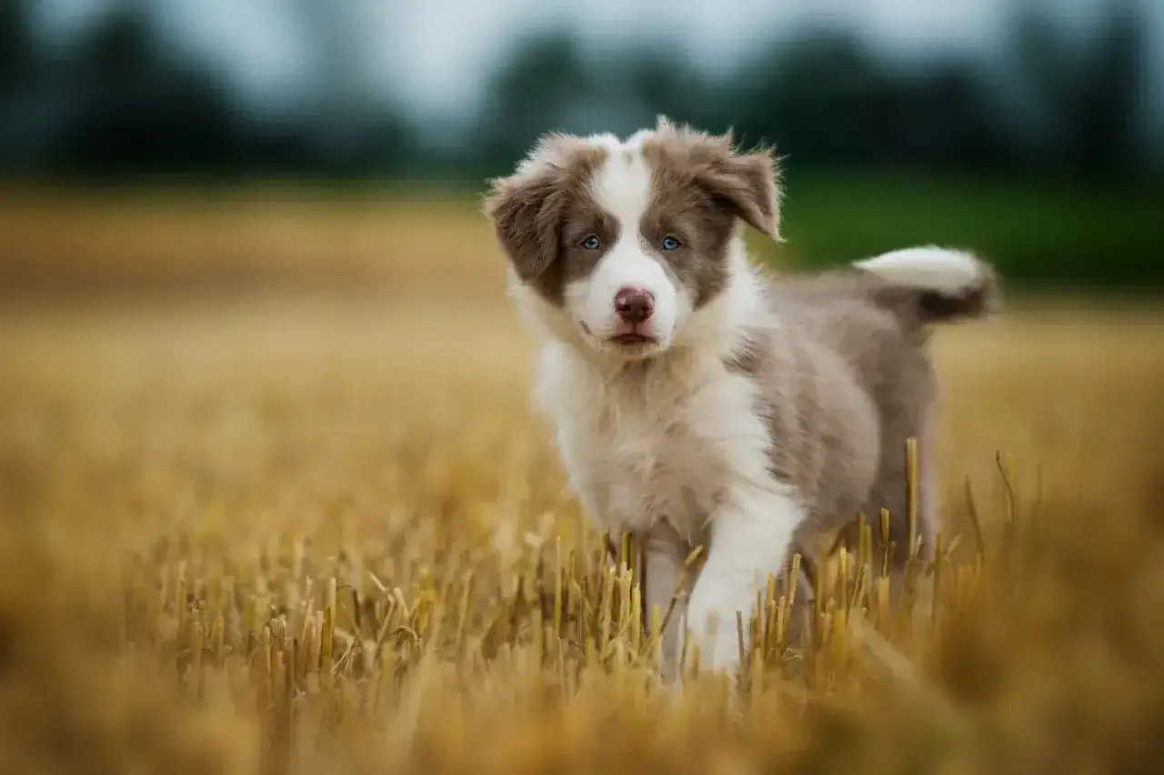 Ein süßer Border Collie braun Welpe mit blauen Augen läuft durch ein Feld.