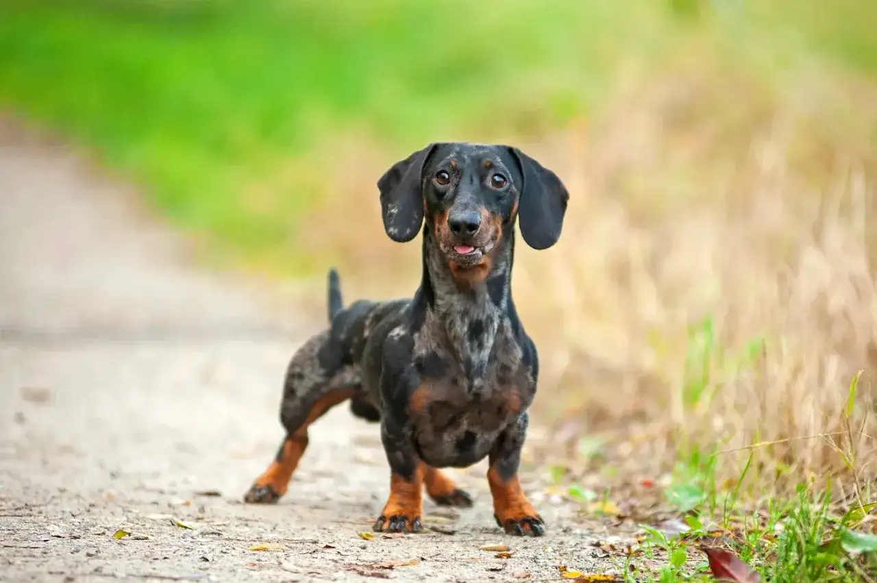 Ein kurzhaar mini dackel mit marmoriertem Fell steht auf einem Feldweg.