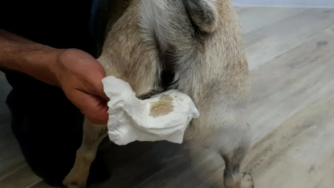 Ein Hund rutscht auf seinem Po, während eine Hand ein Taschentuch mit einer gelblichen Flüssigkeit hält.