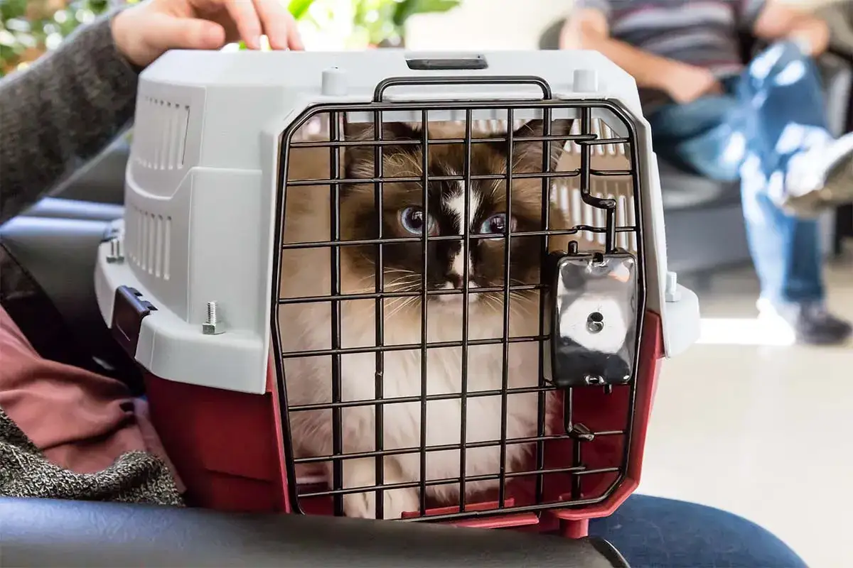 Katze im Transportkorb, wartet auf beruhigende Mittel vom Tierarzt. Blaue Augen blicken besorgt durch das Gitter.
