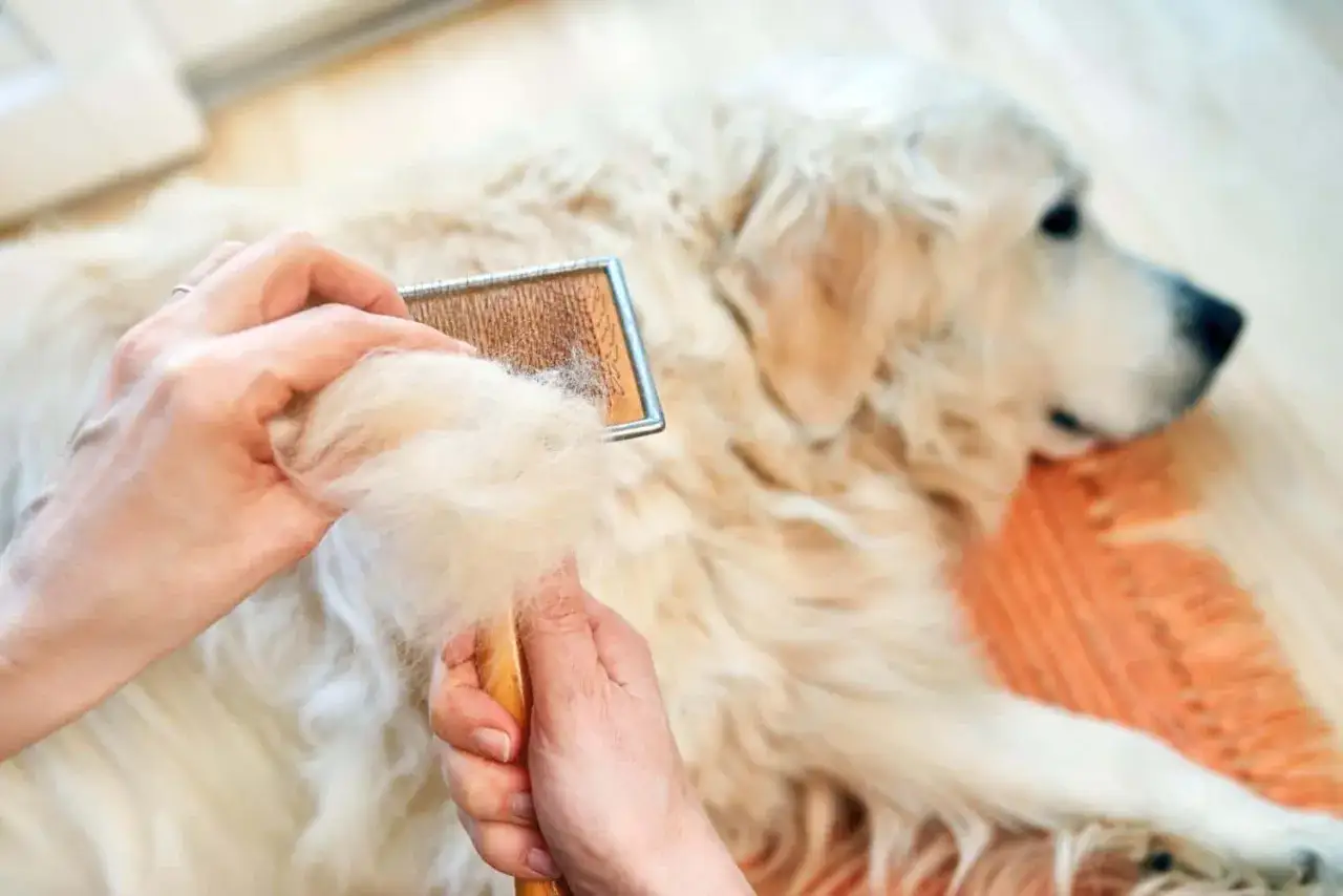 Hände bürsten das dichte Fell eines golden retriever.
