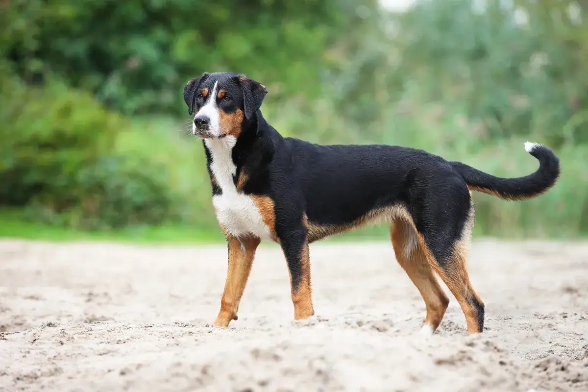 Ein Appenzeller Schweizer Sennenhund steht auf Sand. Sein Fell ist schwarz mit braunen und weißen Abzeichen.