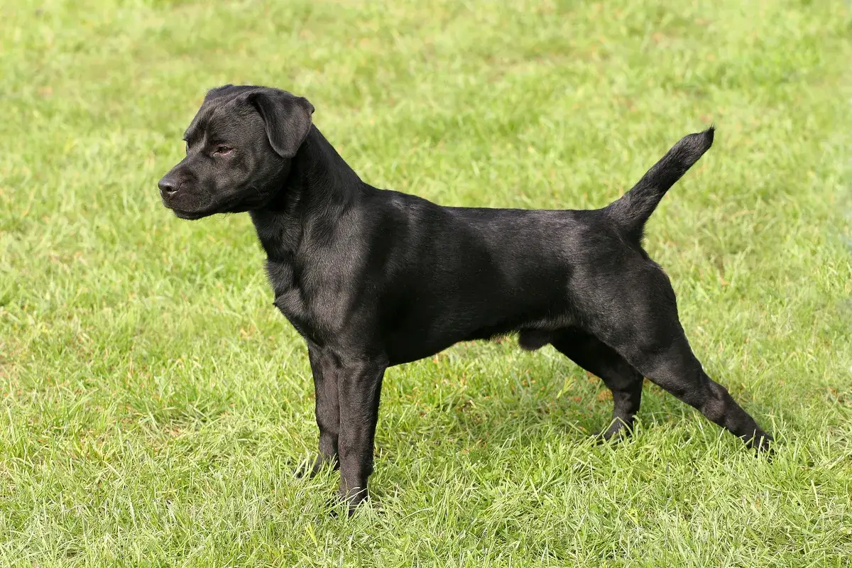 Ein kleiner schwarzer Hund steht auf einer grünen Wiese.