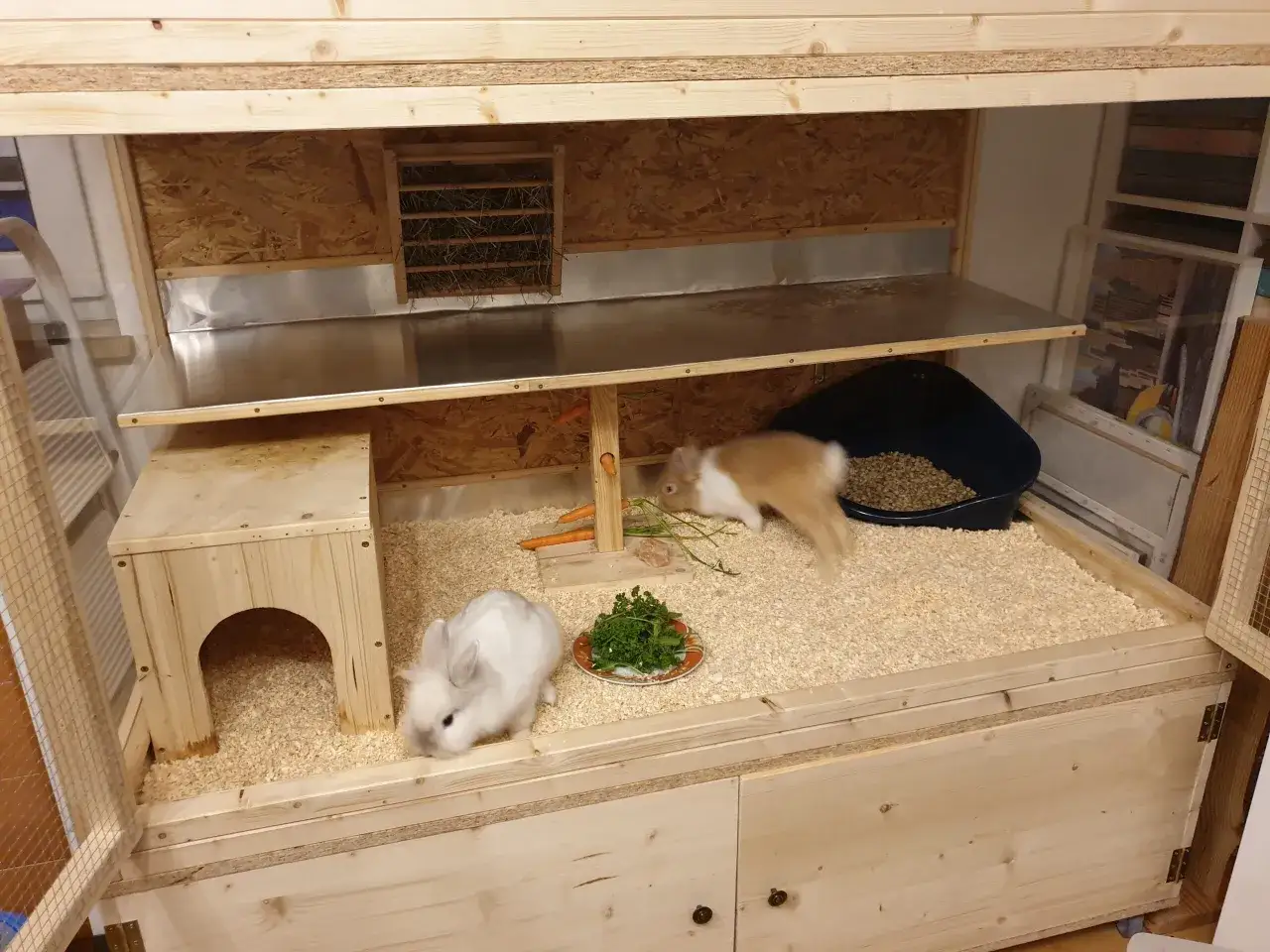 Zwei Kaninchen genie&szlig;en ihr Futter in einem selbstgebauten Stall. Der Kaninchenstall innen selber bauen ist ger&auml;umig und mit Holzsp&auml;nen ausgelegt.