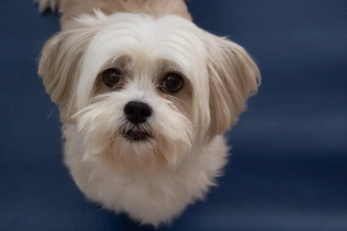 Ein süßer Lhasa Apso mit langen, hellen Haaren blickt neugierig in die Kamera.