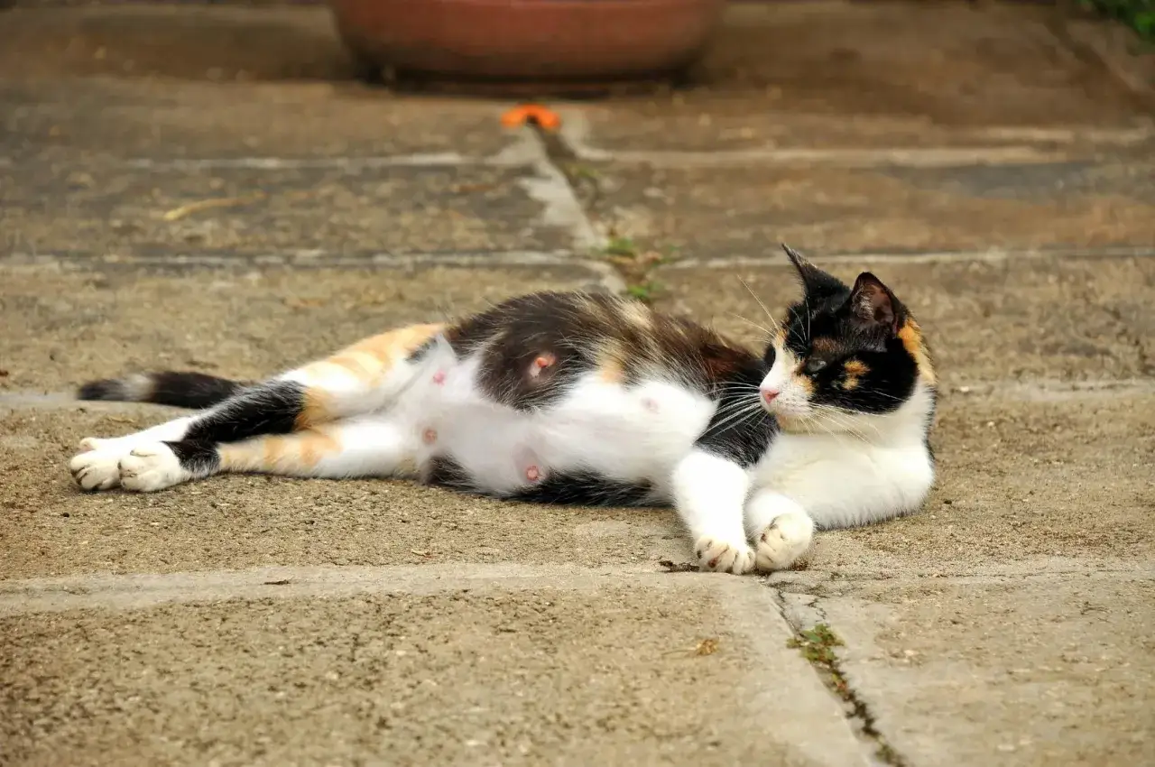 Eine trächtige Katze liegt entspannt auf Betonplatten. Sie fragt sich, wie lange sind Katzen schwanger, bevor ihre Jungen geboren werden.
