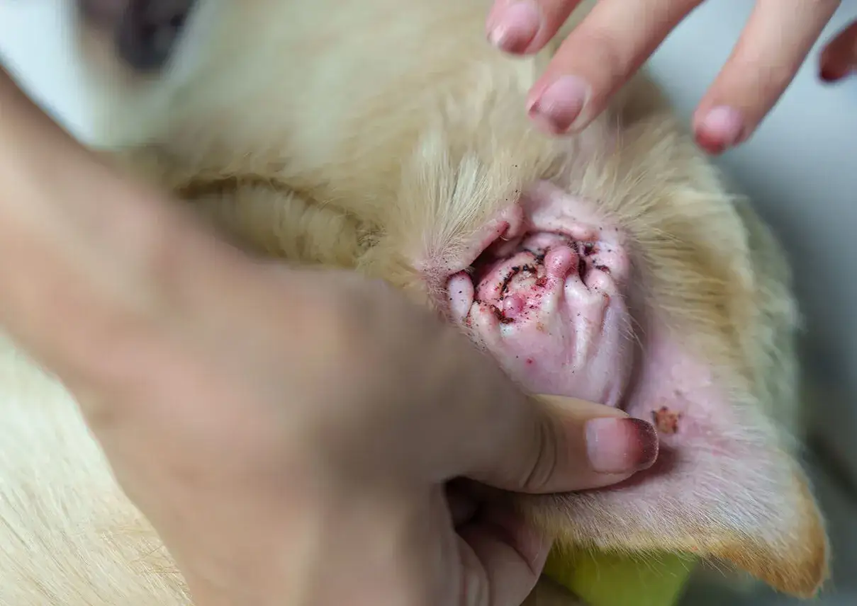 Hund mit entzündetem Ohr, Krusten und dunklem Sekret, möglicherweise durch Grasmilben verursacht.