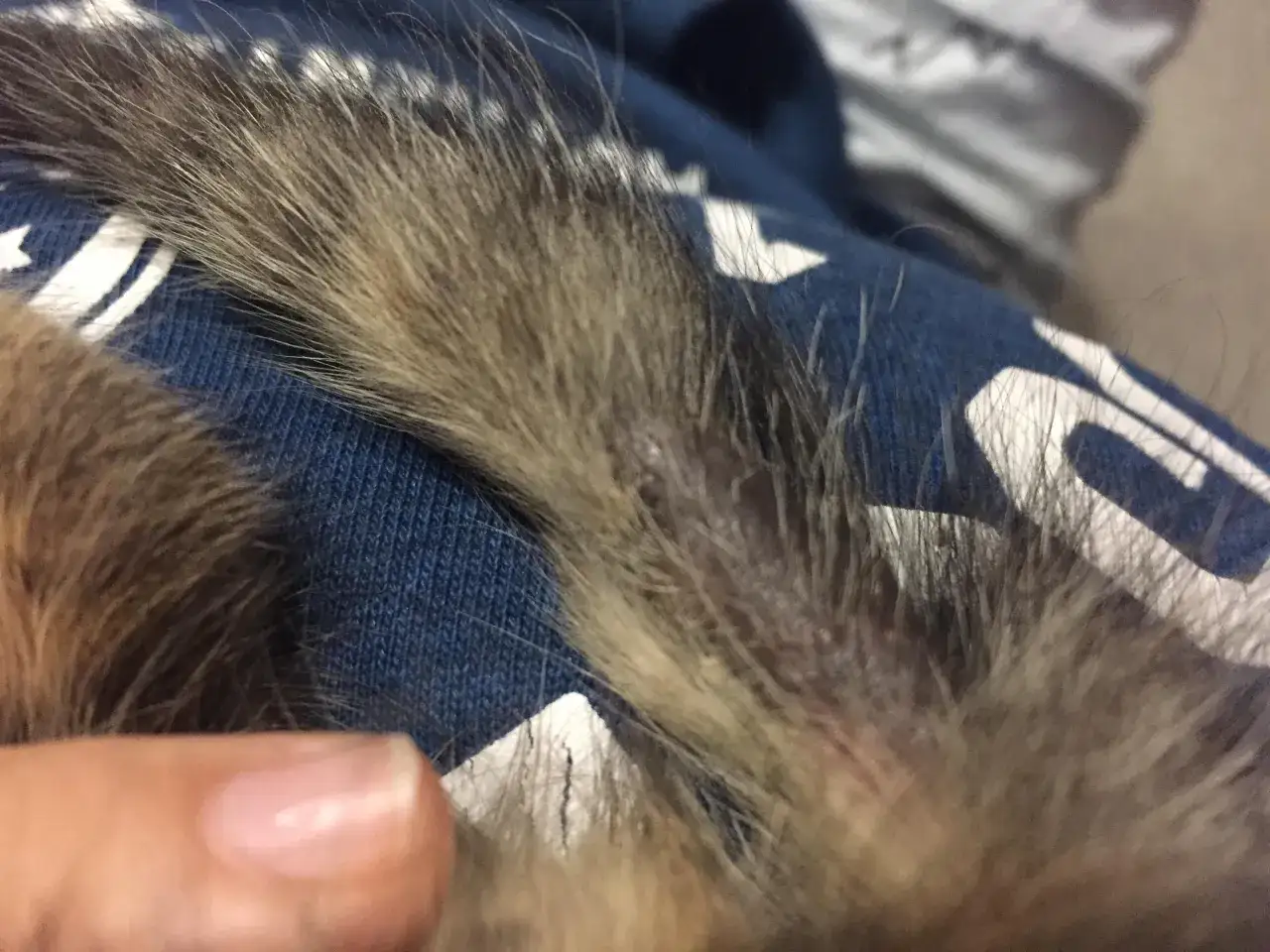 Nahaufnahme des Schwanzansatzes einer Katze mit sichtbaren Schuppen und Hautirritationen.