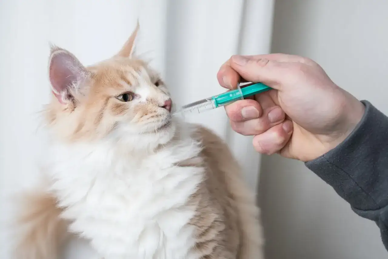 Eine Hand gibt einer flauschigen Katze mit einer Spritze Fl&uuml;ssigkeit.
