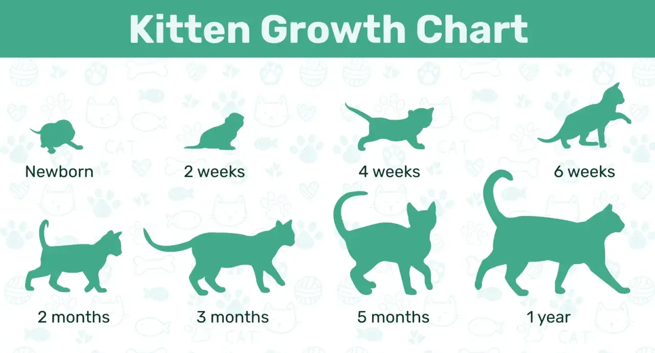 Wann sind Katzen ausgewachsen? Ein Wachstumsdiagramm zeigt die Entwicklung von Kätzchen von neugeboren bis zu einem Jahr.