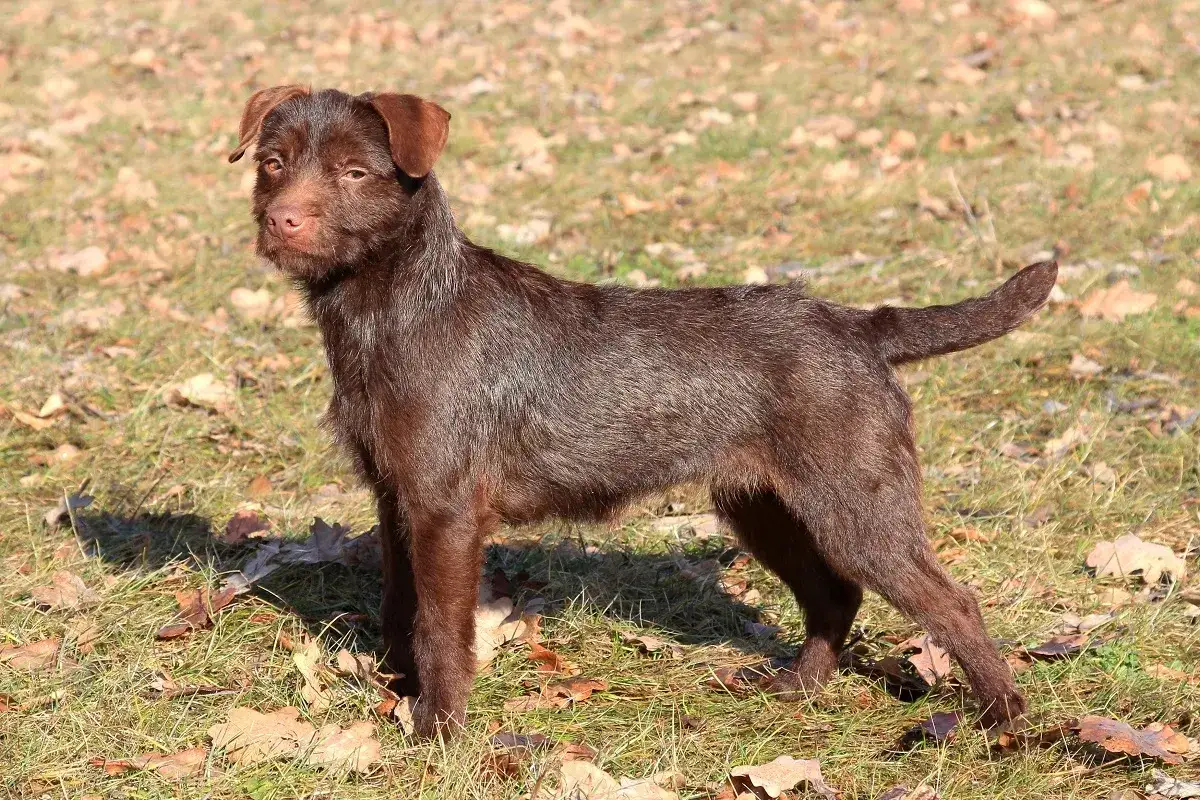 Ein brauner Patterdale Terrier steht auf einer Wiese mit trockenem Laub.