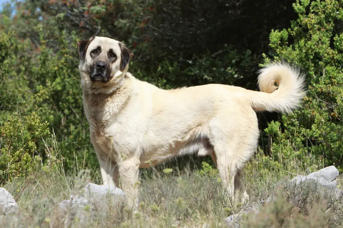 Ein stattlicher Kangal Hund steht auf einem felsigen Hügel, umgeben von grüner Vegetation. Sein cremefarbenes Fell und die dunkle Maske verleihen ihm ein majestätisches Aussehen.