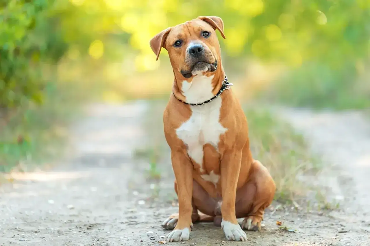 Ein brauner Staffordshire Bullterrier sitzt auf einem Feldweg, mit gr&uuml;nen B&auml;umen im Hintergrund.