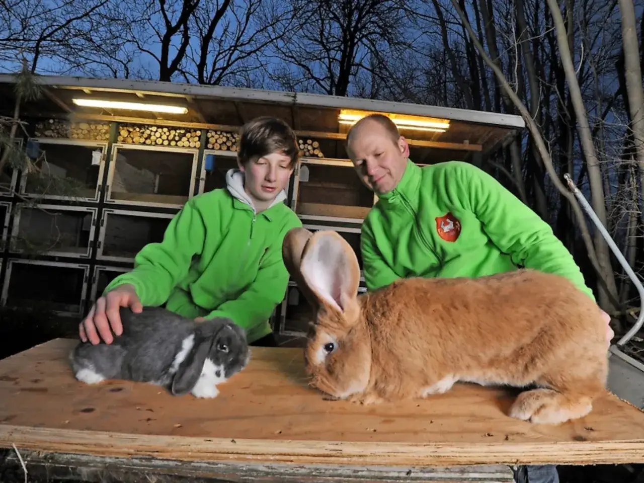 Zwei Männer mit Kaninchen, ein riesiges deutsches Riesenkaninchen und ein kleineres graues Kaninchen. Wann sind deutsche Riesen ausgewachsen?