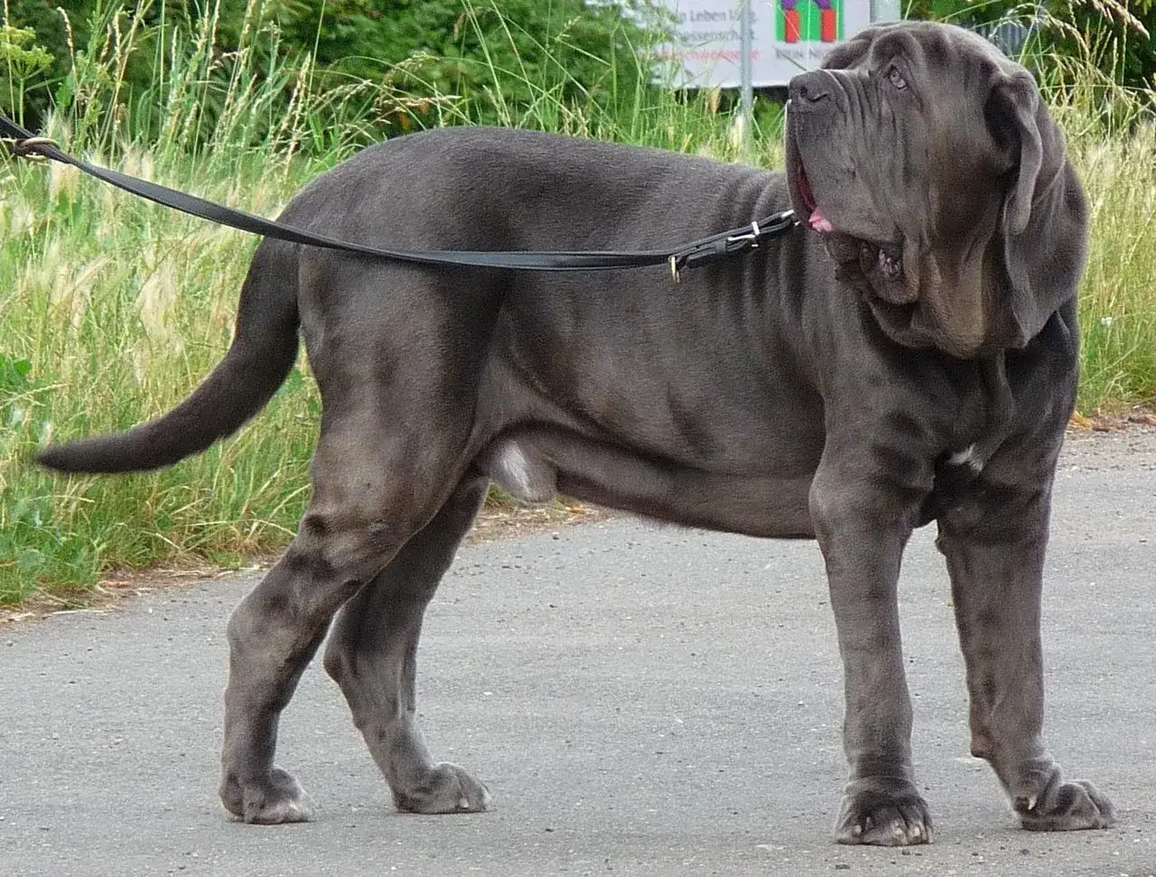 Ein imposanter Mastino Napoletano mit grauem Fell steht an einer Leine auf einem asphaltierten Weg.