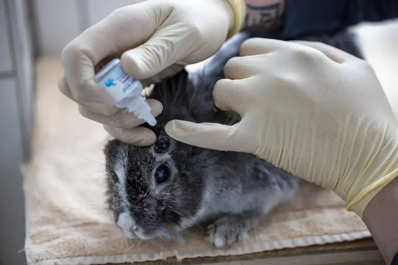 Tierarzt gibt einem Kaninchen Augentropfen. Die Behandlung könnte auf Anzeichen hindeuten, dass das Kaninchen stirbt, oder einfach nur auf eine Augeninfektion.