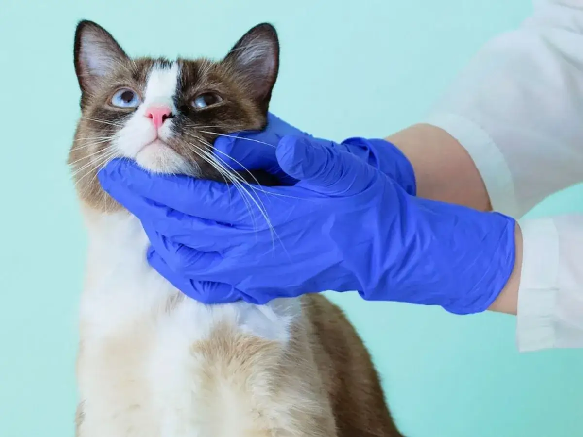 Tierarzt untersucht Katze auf fiv katze symptome. Blaue Handschuhe halten das Kinn der Katze.