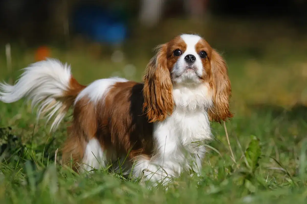 Ein Cavalier King Charles Spaniel steht im Gras, sein Fell ist braun und weiß.