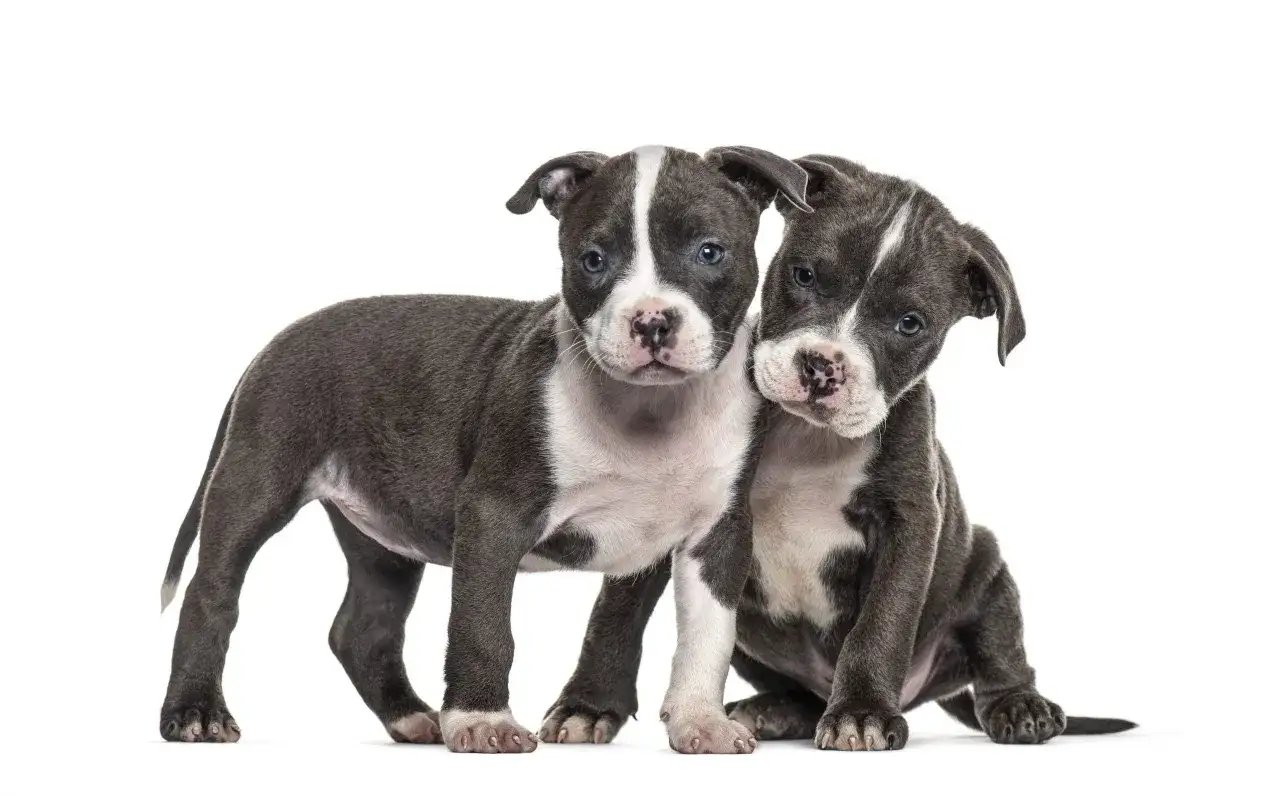 Zwei süße American Pit Bull Terrier Welpen mit blauen Augen und grau-weißer Fellzeichnung.