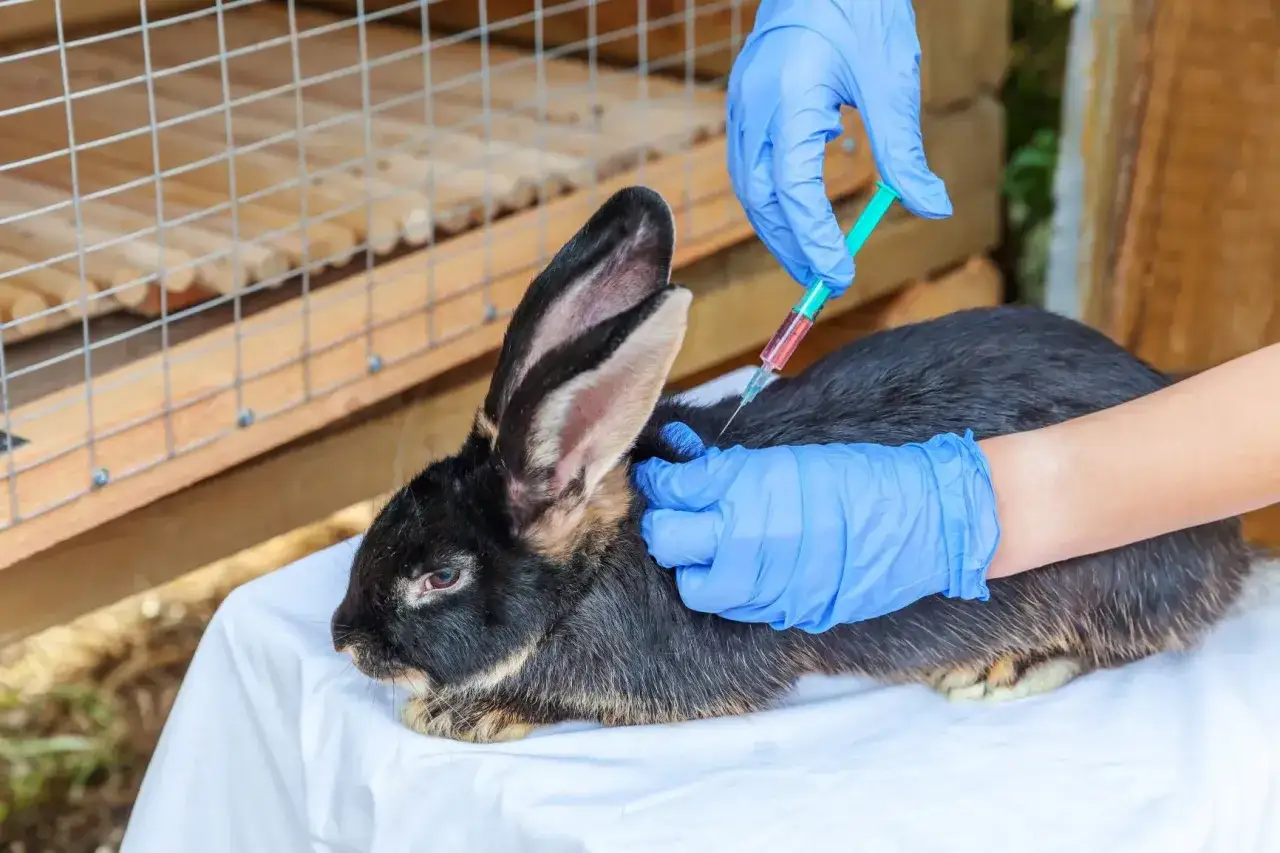 Tierarzt impft Kaninchen. Die Impfung von Kaninchen ist wichtig, um Krankheiten vorzubeugen. Die Kosten für die Impfung sind überschaubar.