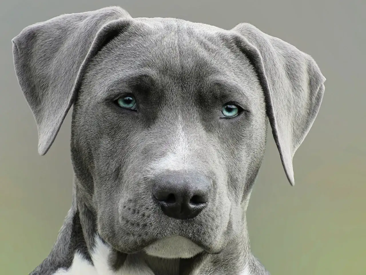 Nahaufnahme eines Hundes mit blau-grauem Fell und leuchtend blauen Augen. Ein wunderschönes Exemplar unter den blau grauen Hunderassen.