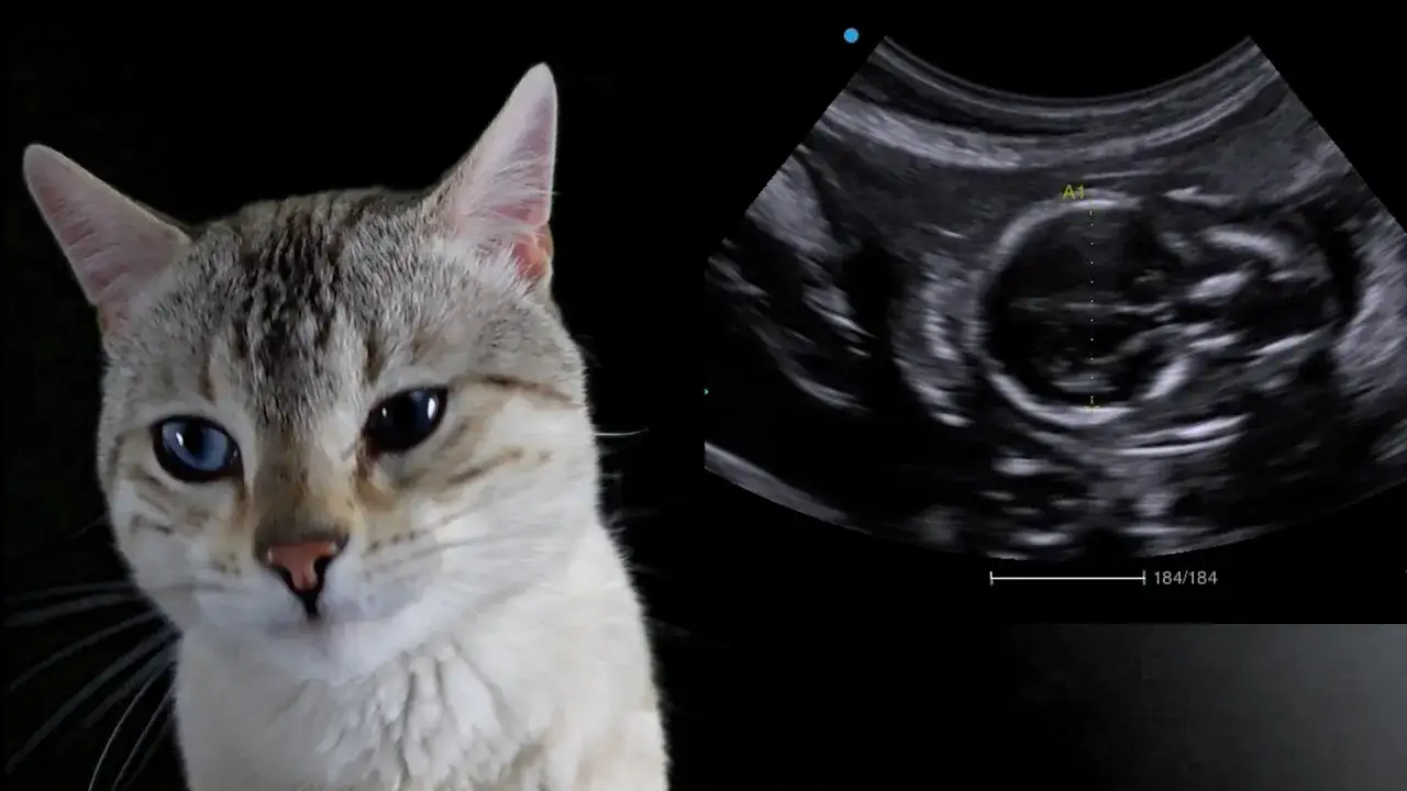 Katze mit heterochromen Augen neben Ultraschallbild, das zeigt, wie viele Babys Katzen bekommen.