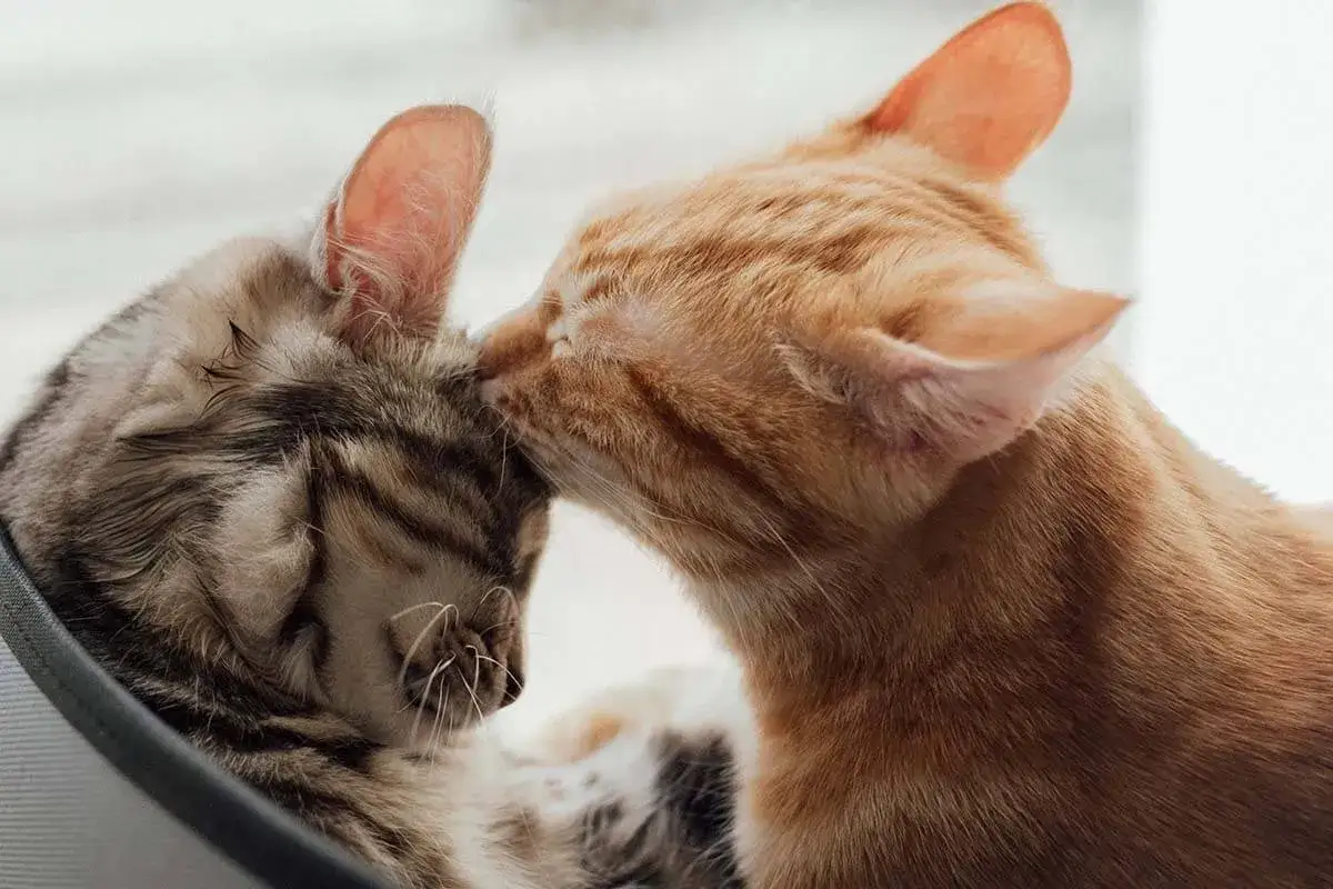 Eine junge Katze streichelt sanft eine &auml;ltere Katze.