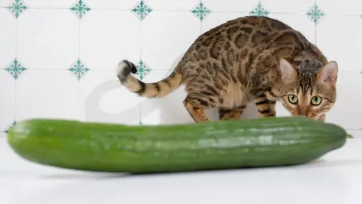 Warum Katzen Angst vor Gurken haben - Der wahre Grund