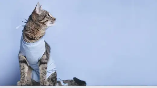 Katze nach Kastration: Was ist normal – und wann zum Tierarzt?