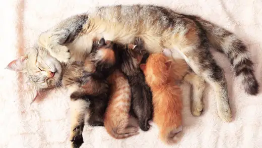 Wie viele Kitten bekommt eine Katze? Die Wurfgröße verstehen