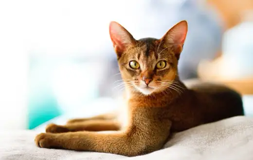 Katzen für Senioren - Welche Katze passt wirklich?