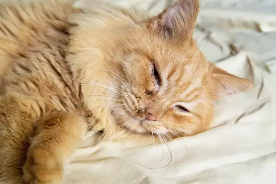 Katze niest Blut - Wann zum Tierarzt?