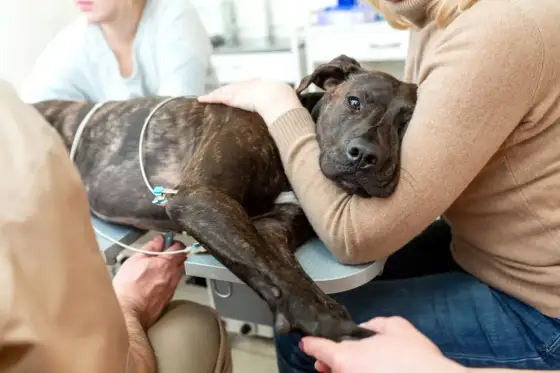 Hund mit Herzerkrankung im Endstadium – Was tun?