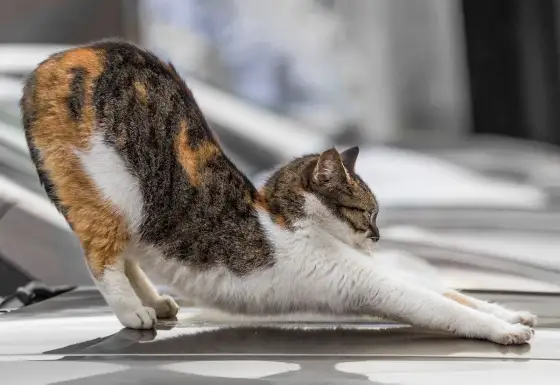 Katze Arthrose Gangbild erkennen - So helfen Sie richtig!